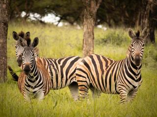 Idube Guest House - Winterton - 5