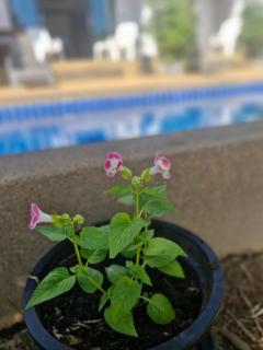 BEA Privileged Apartment - Lamai - 9