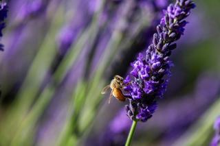 Lavender Cottage at Akaroa Lavender - Akaroa - 3