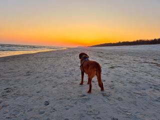 Appartementhaus Zingst 2 - Urlaub zwischen Meer & Bodden - Zingst - 6