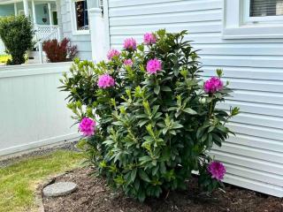 BoDekes N Tacoma Landing with HOT TUB near University - 4