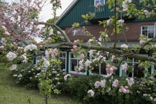 Ferienhaus Nils Holgersson - Wohnung 5 - Spiekeroog - 4