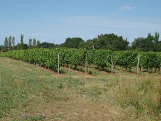Le Logis du Livier - Saint-Georges-sur-Layon - 2