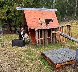 Hobby farm with goats and views of horses - Port Orchard - 1