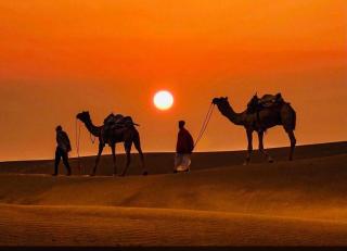 Payal Safari Camp - 3