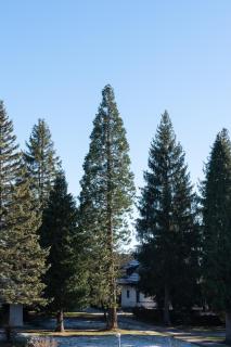 Lenika Apartments - Zlatibor - 4