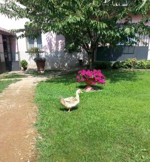Agriturismo Cascina Madonnina - Pregnana Milanese - 9