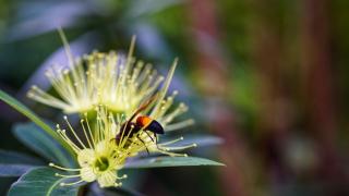 Sigiri Star Homestay - 7