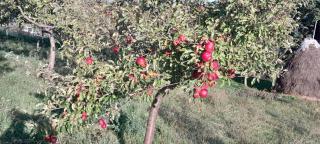 Seosko Domaćinstvo Vulević - 8