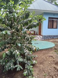 Vanilla coffee farm lodge campsite - 5