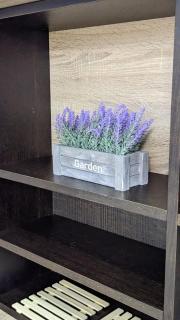 Tolstoi in Chisinau - 6