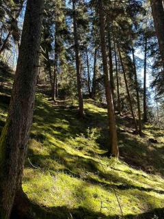 Memory- borjomi - 1