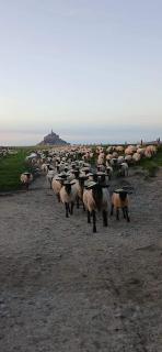 Maison de charme avec vue sur le Mont-Saint-Michel - 2