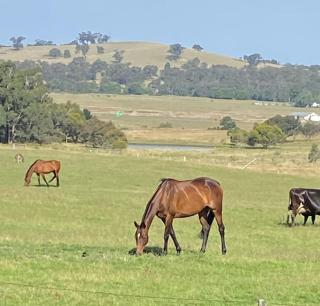 The Lancefield cottage - relax, revive and renew - - 0