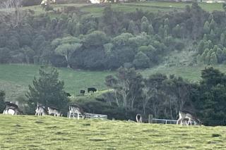 Ramarama retreat, farm views, spa bath & deer - 8