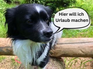 Hundeurlaub im Tiny House im Wald - Tanna - 3