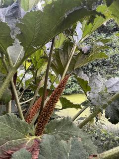 Crannog House - Saltash - 3