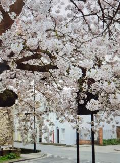 Centrally located in Canterbury - 1