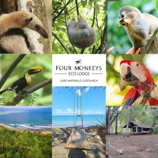 Four Monkeys Eco Lodge - Jungle & Beach - Cabo Matapalo - 9
