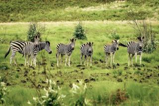 Berg Escape Poplar - Spacious Family Home - 6