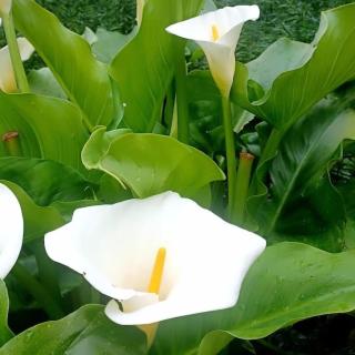 El Rincón de la Naturaleza - El Avellanal - 1