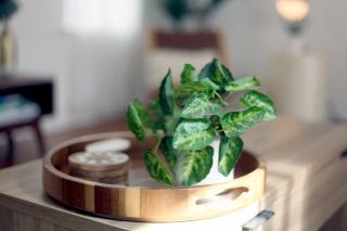 The Culver Retreat Family Oasis w Office Backyard - 1