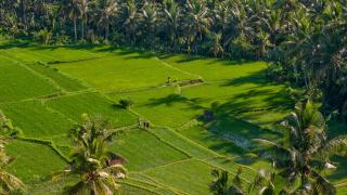 Lasamana Villas Ubud by GenuineHost - 6