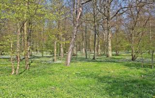 Ferienwohnung Ostseebad Breege - Drewoldke - 6