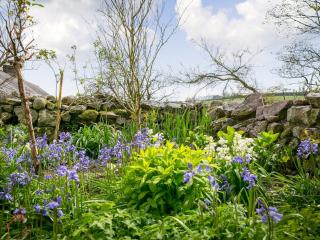 Teal - Llangennith - 3