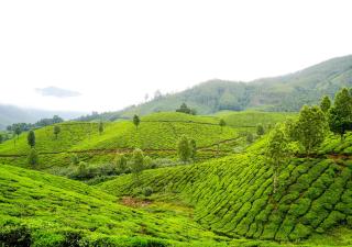 Arivikad Tea Bungalow Munnar by VOYE HOMES - Suryanelli - 3