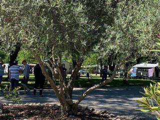 camping Youpendi - Tournon-sur-Rhône - 3