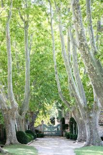 Domaine de Chalamon - Saint-Rémy-de-Provence - 9