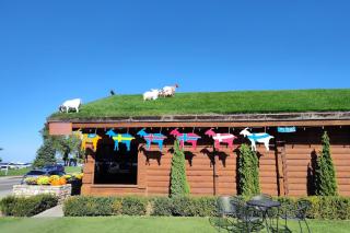 The Goat and Cherry- Cozy Retreat, Hot Tub, Fire Pit, Arcade Fun & Dogs! - 8
