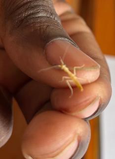 Greenfern Lodge and Chalets - 1