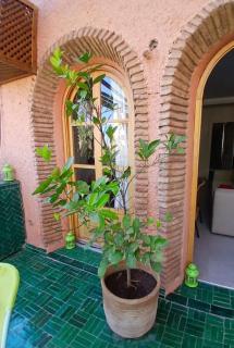 Appartement Palmeraie avec terrasse - Marrakesch - 5