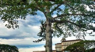 Johns Place - Kuching - 5