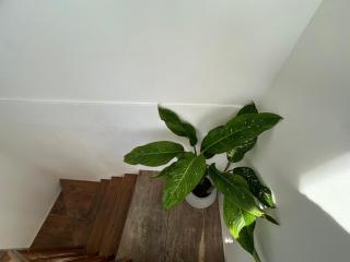 Hotel Emanuel Kabalana - Piyadigama - 9