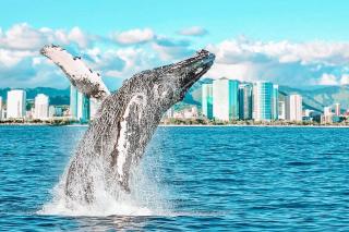 Studio in Waikiki with Free Parking - Honolulu - 7
