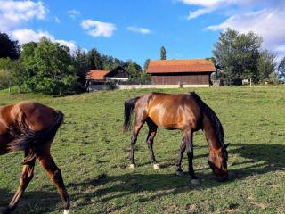 Ranc Polo Velka sobe - Zgornja Velka - 0
