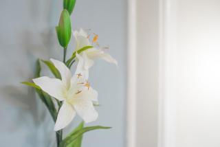 Trefisheg Bungalow - 6