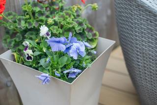 Lilac Cottage - 2