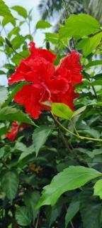 Bungalow Passion à St Anne Gpe - 2