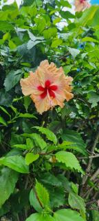 Bungalow Passion à St Anne Gpe - 1