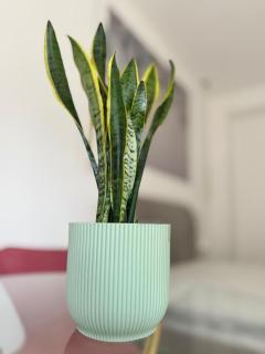 Serèsia Rooms Siracusa Centro - 4