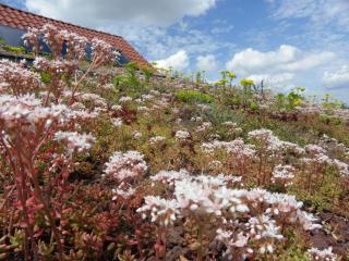 Fleur de Ciel - Loos-en-Gohelle - 2