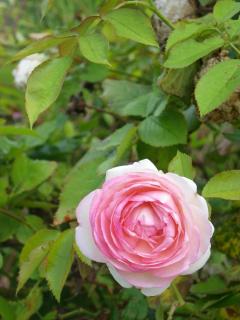 Fleur de Ciel - Loos-en-Gohelle - 3