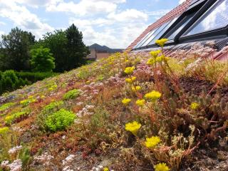 Fleur de Ciel - Loos-en-Gohelle - 6