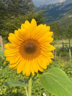 Sweet Bee Cottage - Bovec - 9
