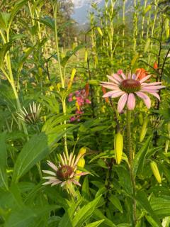 Sweet Bee Cottage - Bovec - 6