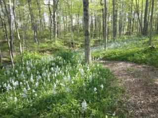 Large private retreat near Summit Lake - New Castle - 8